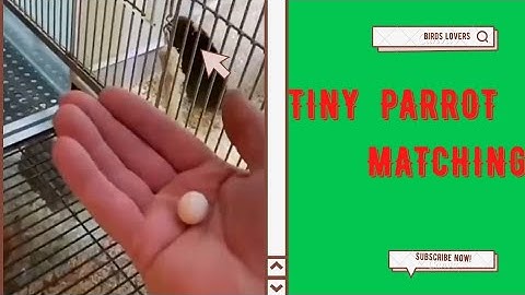 The smallest Parrot you have ever seen.Tiny egg rescue