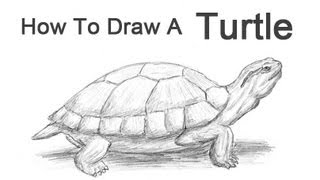 How to Draw a Turtle (RedEared Slider)