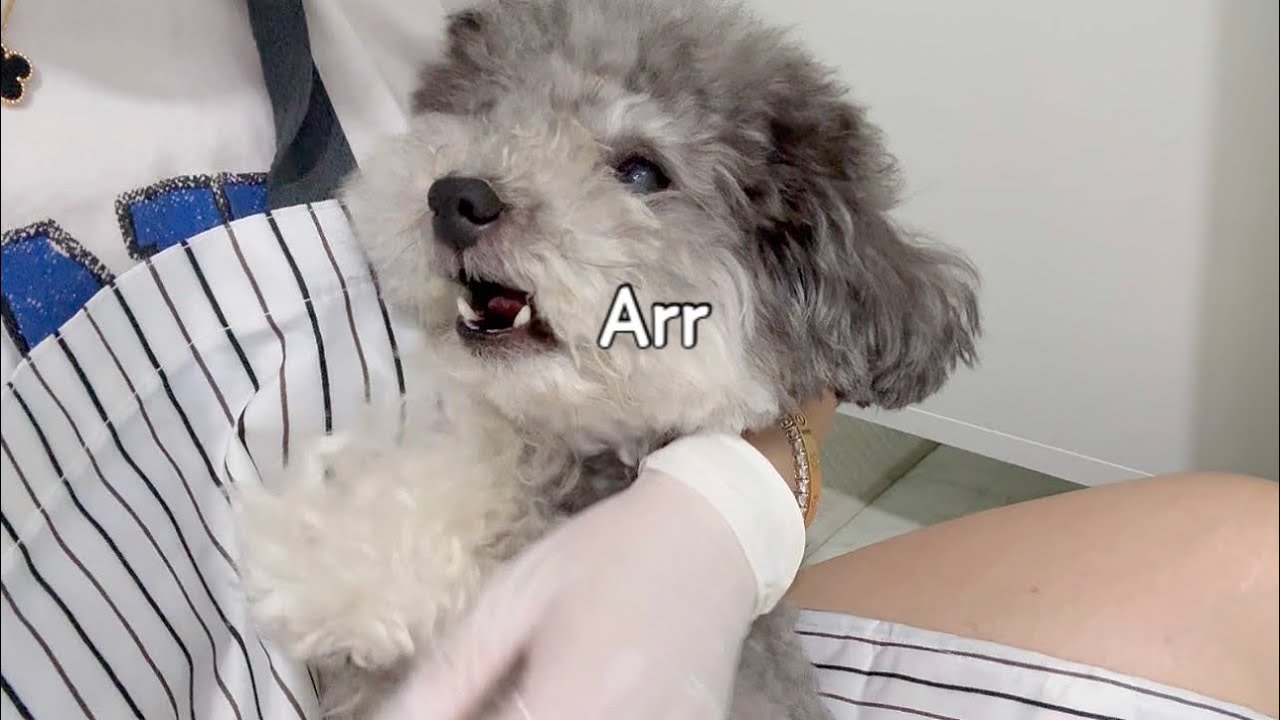 화내는 강아지의 반전 행동에 빵 터진 주인