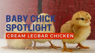 Cream Legbar Baby Chicks Hatching at Cackle Hatchery