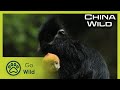 Forests | China Wild 3/5 | Go Wild