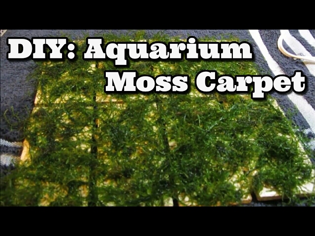 How to grow your own moss carpet - Practical Fishkeeping