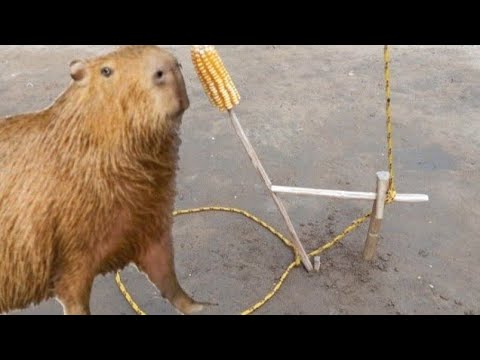 Dicas Da MIKU - Capivara Capim com vara Meu pal na tua cara