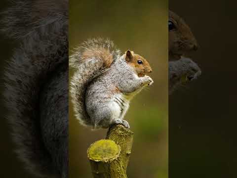 تصویری: حقایق جالب درباره سنجاب ها و سنجاب های پرنده