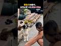 野良犬の前で立ち止まった感動の理由
