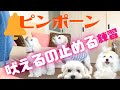 【マルチーズ犬】チャイムの音で吠えるので 呼んで吠えるのを 止める練習してみたら夢中になってるころなちゃん