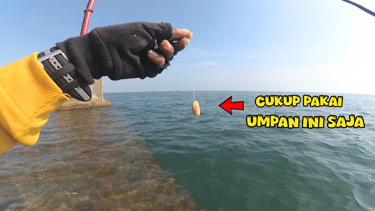 Inilah Umpan pertama kali untuk mancing ikan patik / bekukon di semarang || Dam merah