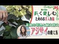 70以上 花 植え 替え 時期 344943-花 植え 替え 時期