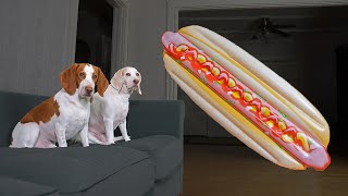Dog vs Giant Hot Dog Prank! Funny Dogs Maymo, Potpie, & Penny Fight Junk Food
