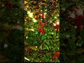 Picture Clip #music #foryou #viral #goviral #shortvideo #short #shorts #capcut #flower #flowers