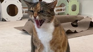 Cats get hissy!  a compilation