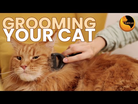 Cat Grooming #cat