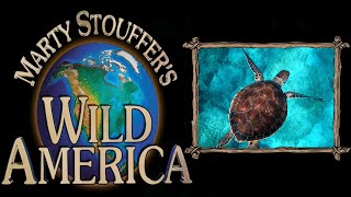 Wild America Season 4 Episode 8 | The Truth about Turtles  | The Dock