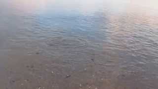 Cornwall Beach Life - Mackerel Chasing Whitebait Onto Crinnis Beach