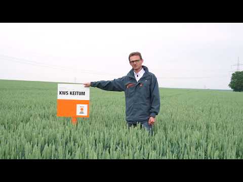 KWS KEITUM - Infinite Wheat