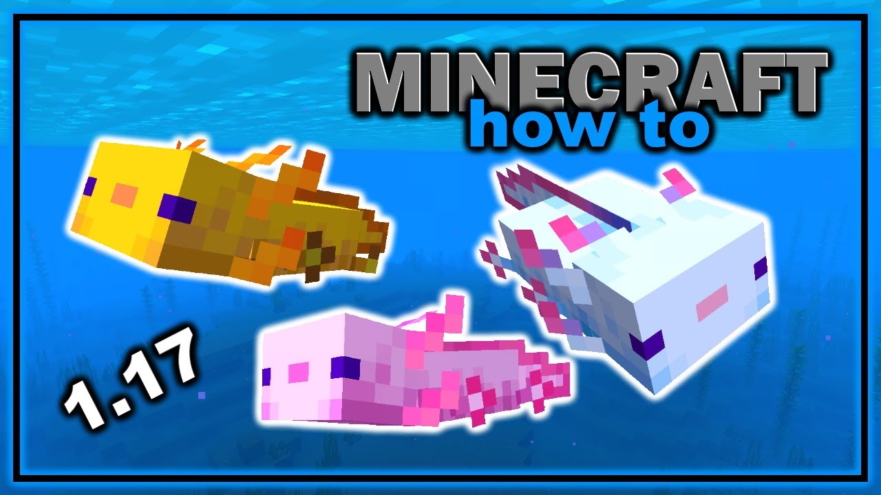 Axolotl Minecraft Everything About Axolotls In Minecraft 1 17 Easy Minecraft Mob Guide