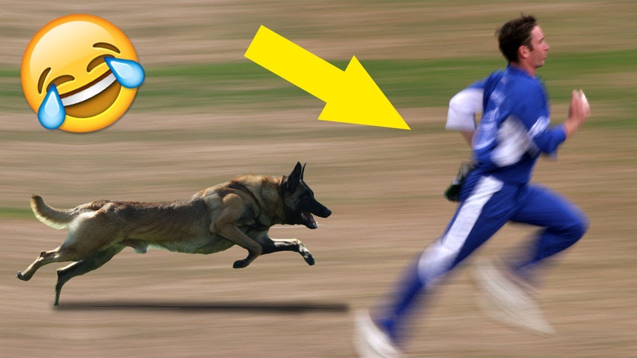 animals on the cricket pitch funny moments hd youtube