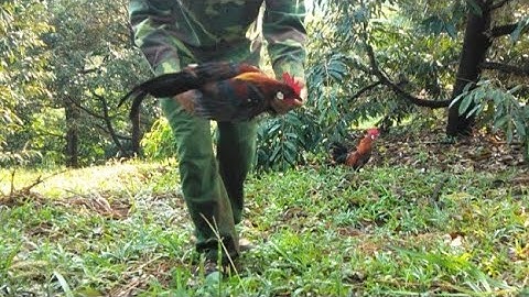 bẫy gà rừng mới nhất 13/2/2023