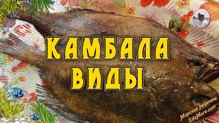 Камбала виды видео от Petr de Cril'on Камбала виды видео от Petr de Cril'on
