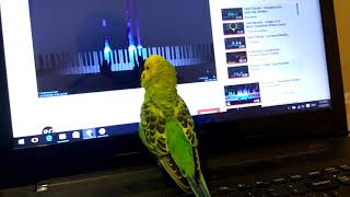 Vivaldi and Parrot. Parrot singing under Vivaldi piano