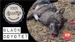 Coyote Trapping update! What I got in my traps so far!