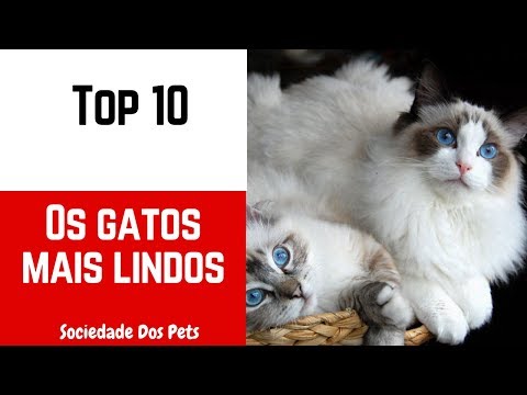 Vídeo: Os Gatos Mais Bonitos