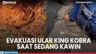 Firefighters Rescue Mating King Cobras in Jonggol, Bogor, Causing Panic Among Residents