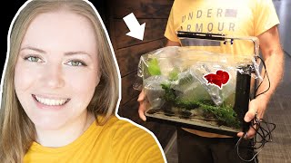 How to move a betta fish tank to a new house THE EASY WAY!