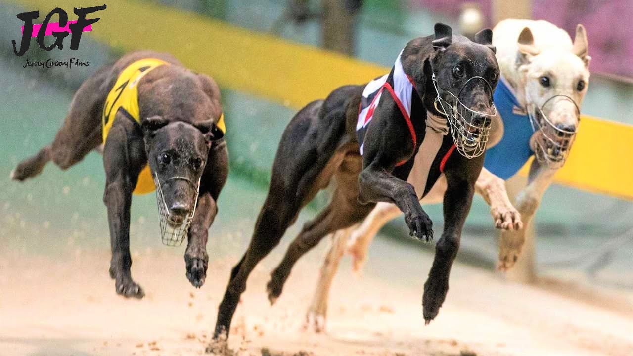 at klemme Udløbet ulovlig Greyhound racing - The fastest dogs on this planet - YouTube