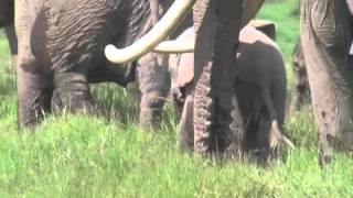 Albino elephant calf born to JB family in Amboseli