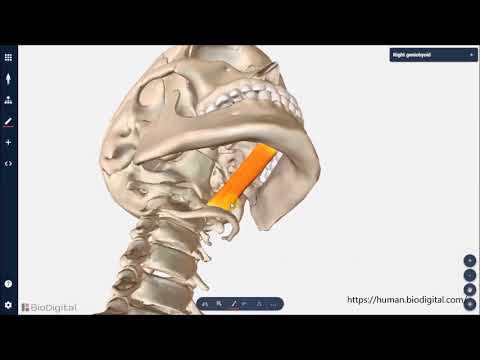 Video: Minderwertige Schräge Funktion, Anatomie & Diagramm - Körperkarten