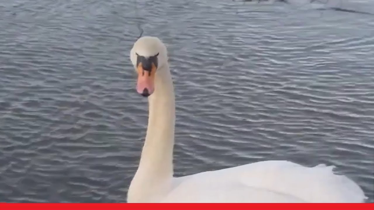 Flooded Path & Swan - YouTube