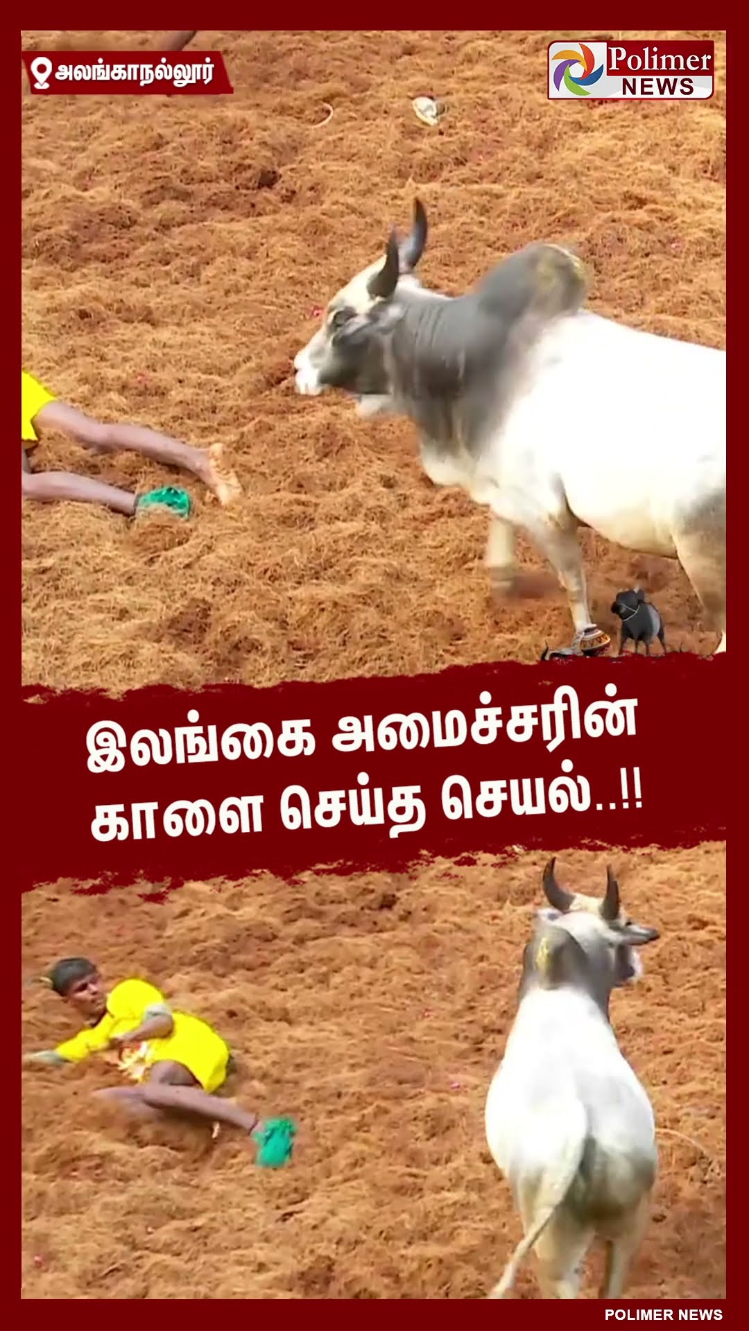 இலங்கை அமைச்சரின் காளை செய்த செயல்..  #shorts | #alanganallurjallikattu