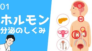 ① ホルモン分泌、ポジティブ、ネガティブフィードバックについて【看護、薬学生向け】