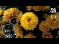 願い - Sad Piano / Naoya Sakamata