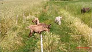 Capre E Un Cavallino Pony Al Pascolo. Dom. 8 - 6 - 2025.