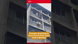 Heart-Stopping Rescue! Goat Saved From 4th Floor In Mumbra