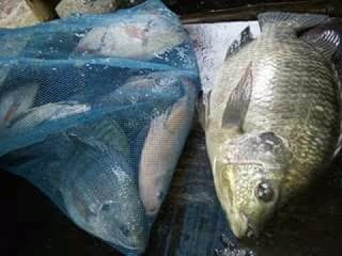 Master Mancing Heboh Mancing Nila Di Wadaslintang Anda Boleh Coba