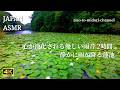 【ASMR】心が浄化される優しい雨音 2時間|静かに雨が降る蓮池|2 Hours Soothing Rain on Lotus Pond Sleep Ambient 助眠/大自然/雨聲/治癒/舒壓