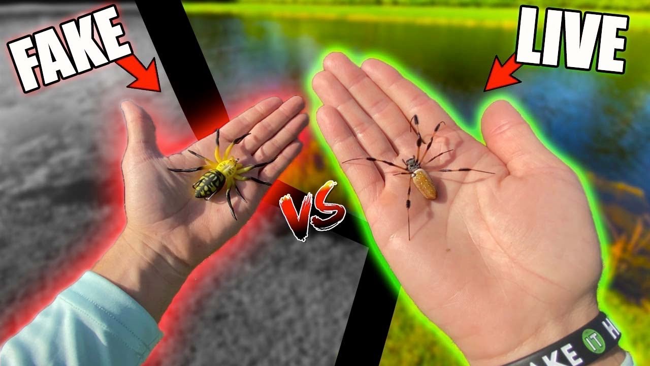 LIVE SPIDERS vs. FAKE Spider Lure! *Fishing Experiment* 