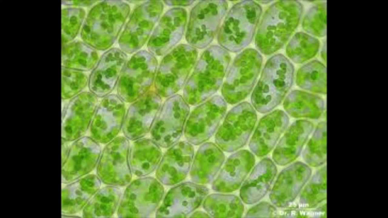 Хлоропласты в клетках листьев крупные. Фотосинтезирующая ткань листа под микроскопом. Клетки фотосинтезирующей ткани элодеи. Фотосинтезирующая ткань хлоропласты. Клетки фотосинтезирующей ткани растений.