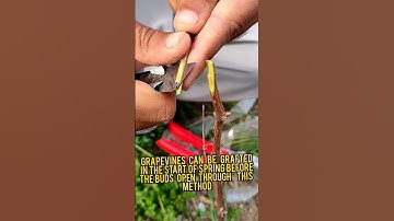 Grape grafting technique