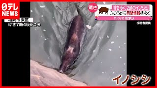 【捕獲も…】川を泳ぐ２頭のイノシシ…力尽きて　福岡市