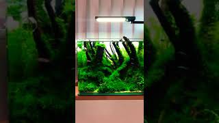 fish 3  #aquascape #aquarium #fish #aquascapeindonesia #viral #video  #subscribe #aquascaping #neon