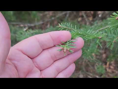 Video: Balzámová jedle Info: Jak a kdy sázet balzámové jedle