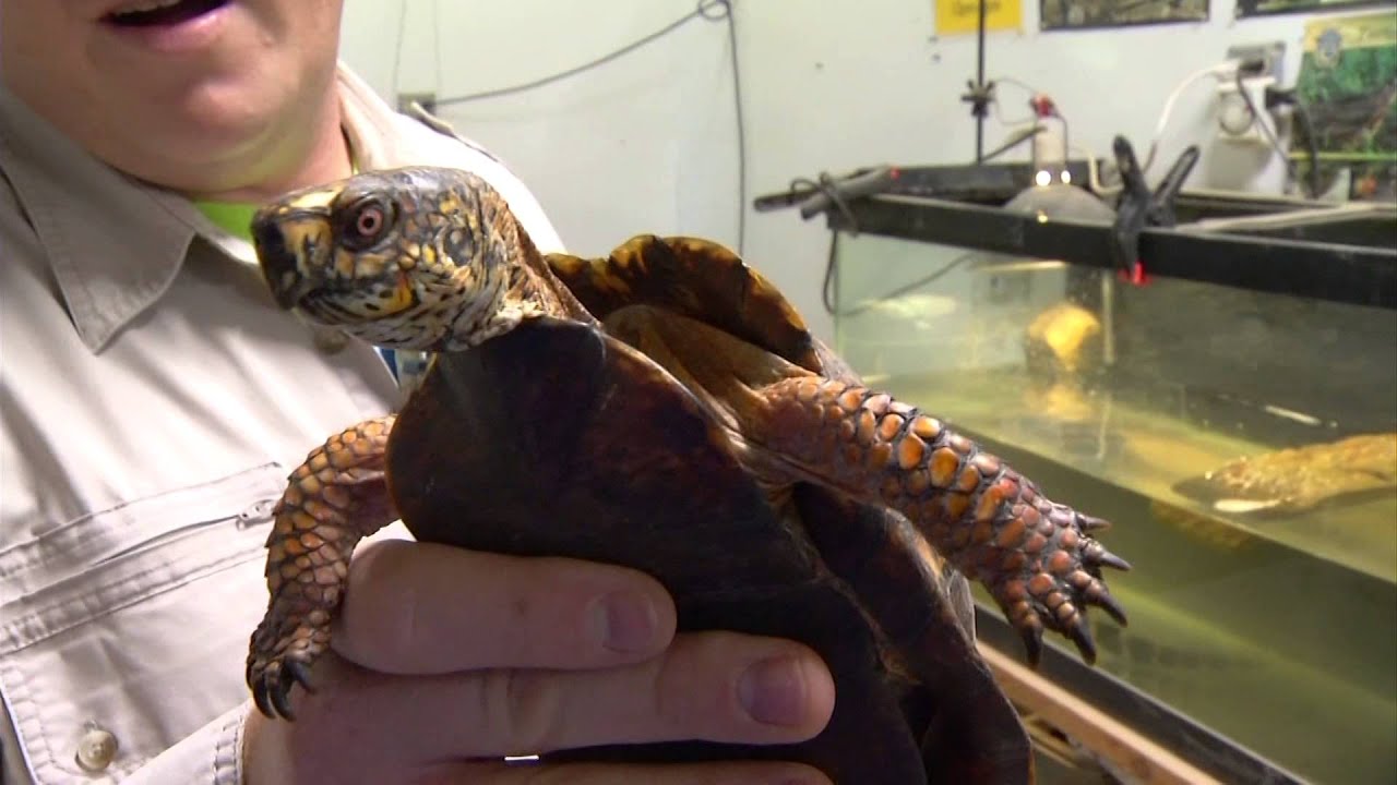 Forgotten Friend Reptile Sanctuary's Super Green Turtle Machine - YouTube