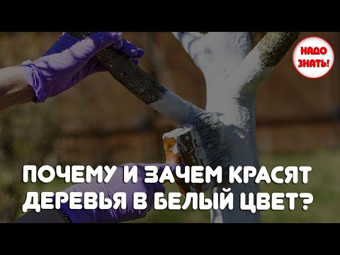 Почему и зачем красят деревья в белый цвет?
