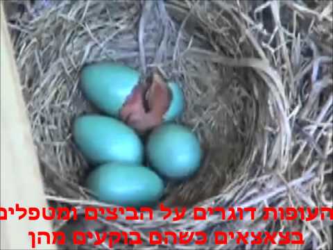 וִידֵאוֹ: באילו ביצי ציפורים ניתן להשתמש בבישול