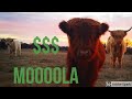 How much MOOOLA do Highlands cost?