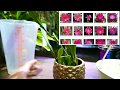 🌵🌺Potting Epiphyllum Cactus🌺🌵